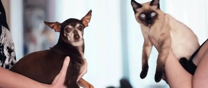 宠物医疗新生代？瑞辰宠物医院集团完成战略融资