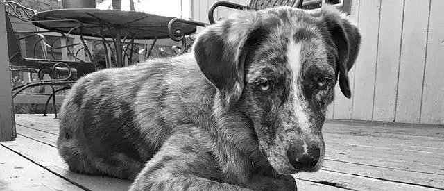 腾讯110上线虐杀动物举报渠道 | 行动