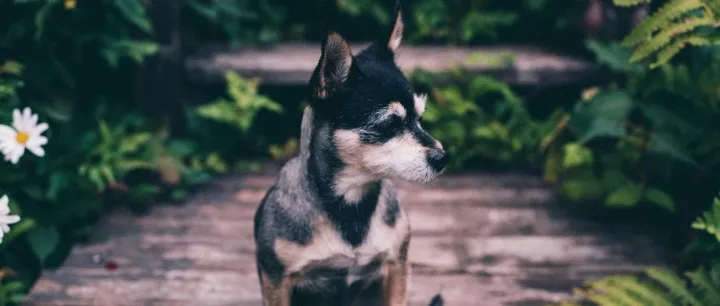 世界第三大宠物市场：巴西两大宠物巨头合并在即