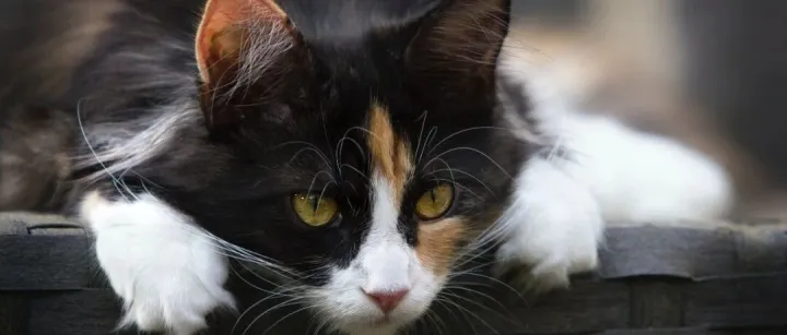 连锁药房巨头们，盯上了宠物生意