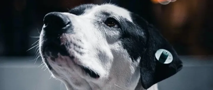 宠物IPO最新动态：天元完成申购，帅克正式启动IPO进程