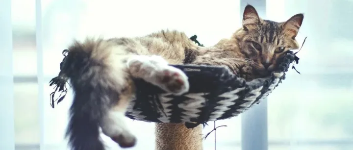 多平台布局自有宠物品牌的背后，蕴藏了什么玄机？