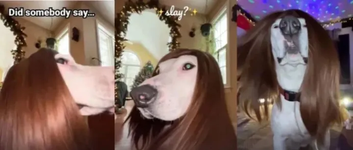 宠物用品疯狂爆单！大批跨境卖家涌入。。。