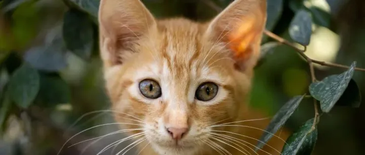 宠物清洁市场机会趋势洞察及宠物用品出海行业报告