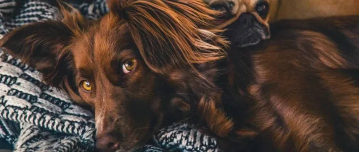 当宠物遇到抖音直播，这三点值得关注丨研报笔记