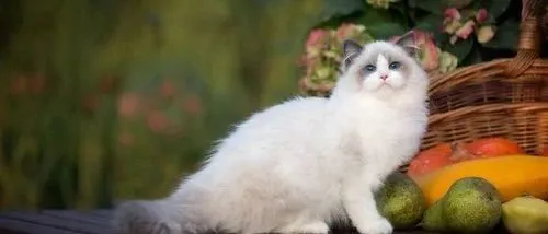 皇家夺猫、狗粮榜双冠，麦富迪猫、狗零食双榜第一 | 京东宠物618战报