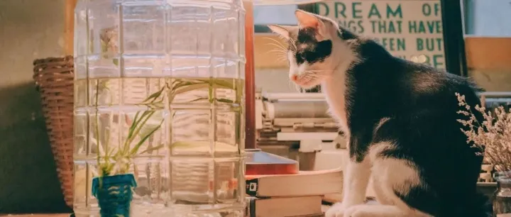 从养宠人群画像看抖音宠物类目，为什么宠物健康增长最快？