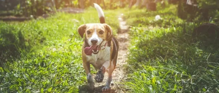 天猫宠物 X 凯诘电商联合发布《水族&小宠市场发展趋势洞察》