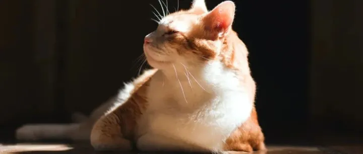 上线宠物清洁护理品牌，全球日化巨头宝洁再入宠物市场？