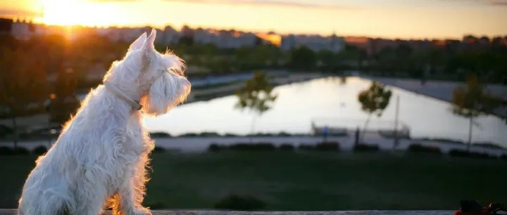 越来越受欢迎的新鲜宠物食品，在国内市场迎来新格局