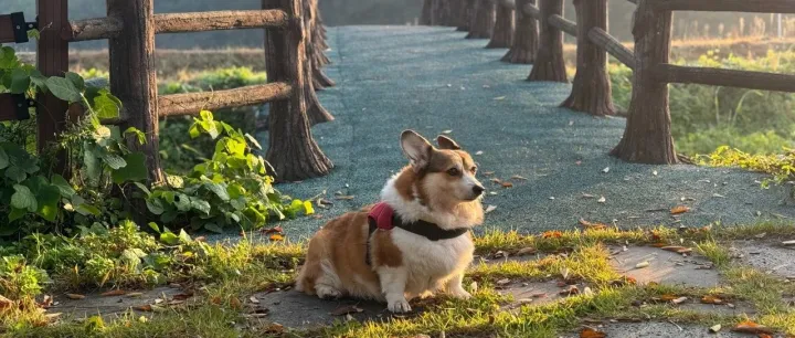宠物湿粮在中国：国货湿粮偏好不断扩大，需求导向成品类发展重点丨宠物新国货品类破局