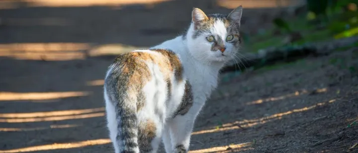 为什么宠物品牌在国内很少主动召回产品？