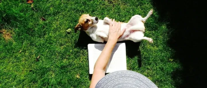 宠业借鉴丨经销商赚的到底是什么钱？