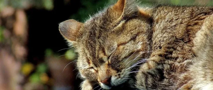 因高致病性禽流感污染致猫死亡，西北天成宣布召回猫粮产品