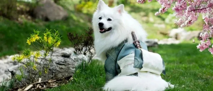 为什么大家越来越重视老年犬猫市场了？