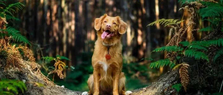 淘天宠物医药健康趋势洞察：专业进阶推动规模和认知持续增长