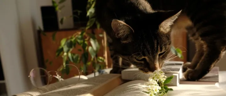 借力宠物大健康趋势，万孚生物联手小壳发布院线级轻医疗检测品牌