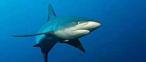 胆小者勿入！41部恶鲨与凶爬恐怖片梳理丨五一特辑