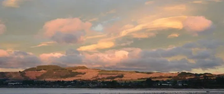 赢得中国宠物市场的关键是什么？这六个宠物品牌如是说