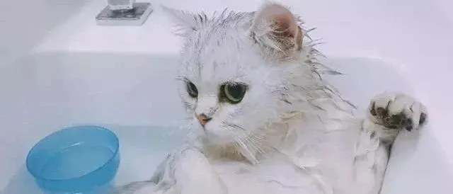续篇｜猫咪到底能不能洗澡？最好不洗？