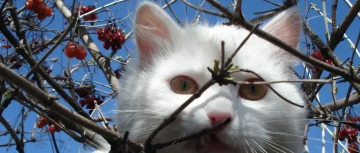 看了成都150家宠物门店差评后，总结了这几个“小问题”丨差评专栏