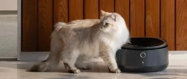 鸡肋&未来可期？宠物湿粮智能喂食器要走向何方？