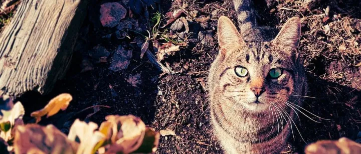 AI技术加速落地，能否一解“宠物原料”之围？