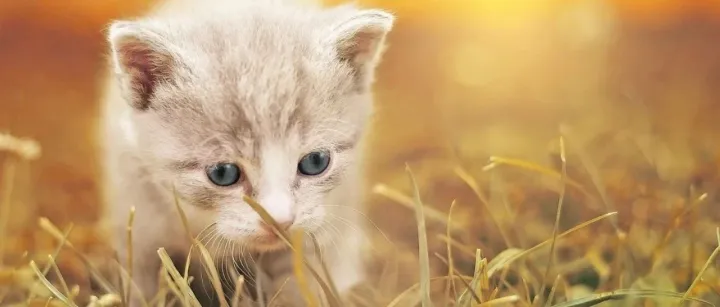 宠物X新茶饮，两个千亿级市场能碰撞出什么火花？