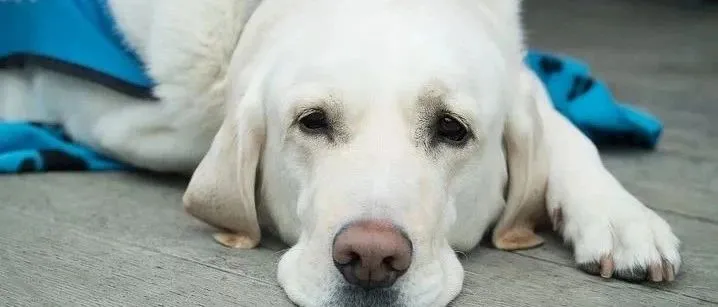 Elanco 2019年营收31亿美元的生意经 | 零点三七研究院