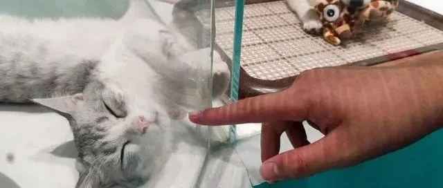 声音丨宠物经济蚕食爱情经济—比起爱情，更想给宠物花钱？