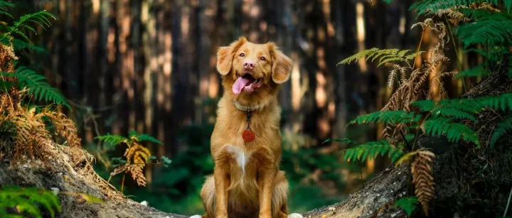 天元宠物牵手百胜软件，宠物企业的数字化进程到了哪一步？