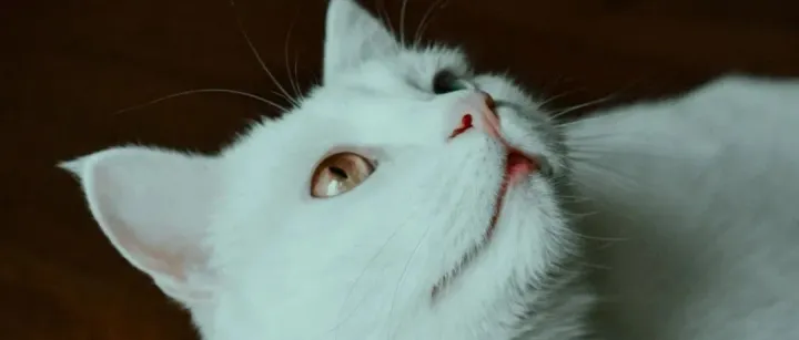 云思科技&京洞察：提升宠物品牌竞争力的三个核心要素丨报告