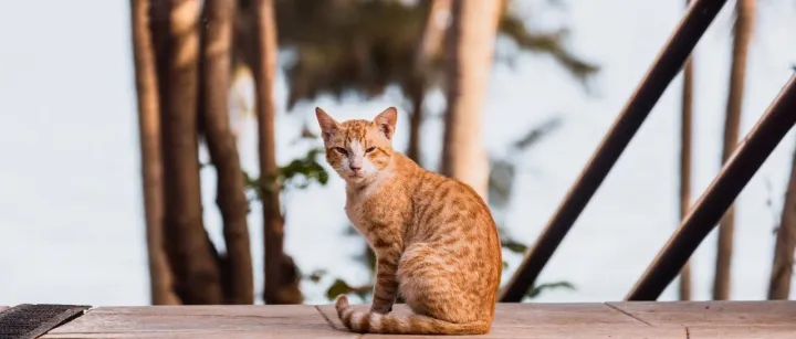 据说有着“翡翠岛”之称的爱尔兰，是一个对宠物超级友好的国家