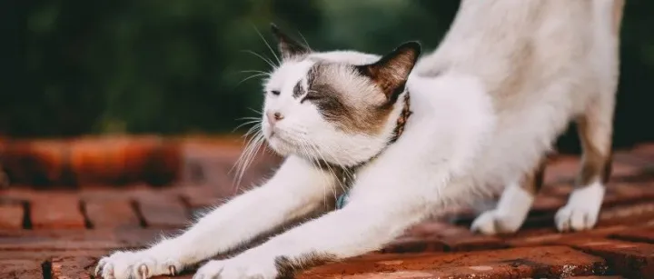 最近半年，海外宠物产业链的27起并购