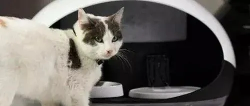 自动猫厕所的春天要来了？ | 雕琢专栏