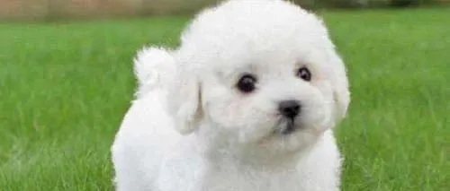 星期宠何时成为过去式 | 围观