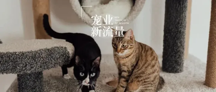 这五个宠物达人中，有一位卖猫专业户｜宠业新流量