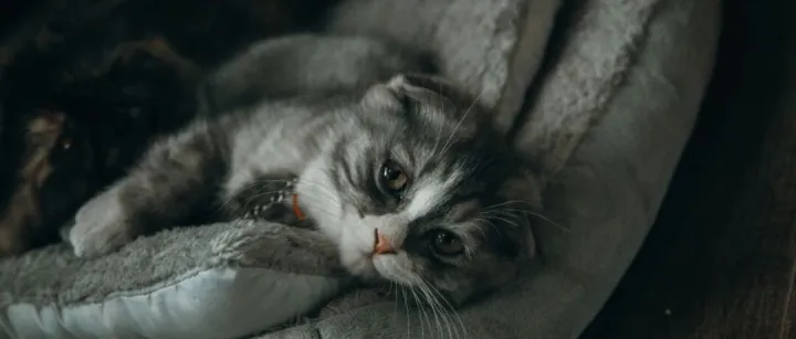 逐渐成熟的3D打印技术，能否引领宠物行业新变革？