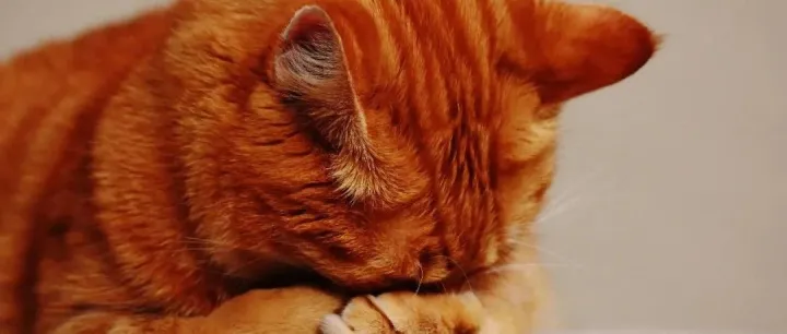 声音丨“走量派”和“赋能派”，宠物品牌发展路径怎么选？