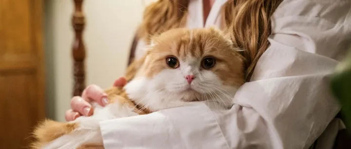 全球食品巨头BRF放弃出售宠物食品业务，背后有怎样的期待？