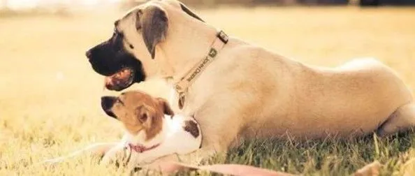 亿欧智库：中国宠物经济四大细分赛道趋势