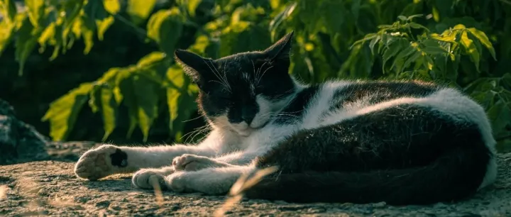 以政策推动宠物经济发展？地区政府踏入“宠物友好”快车道