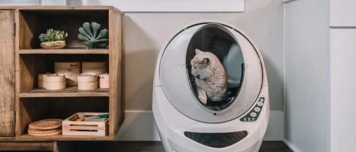 益生菌猫砂，是破局猫砂市场内卷的新解法吗？