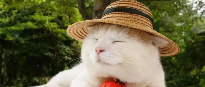 就在几天前，一位宠物“巨星”陨落了