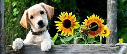 如何从0到1体系化搭建宠物私域社群？