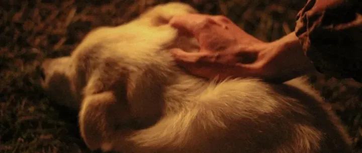 除了“老三件”，宠物智能用品的下一个爆款会是什么？