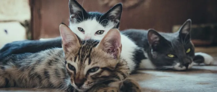 英敏特&树顶：宠物食品市场三大特点以及未来发展趋势