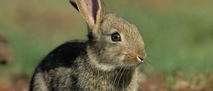 宠物兔成为新年新晋顶流，能带动小宠异宠市场加速发展吗？