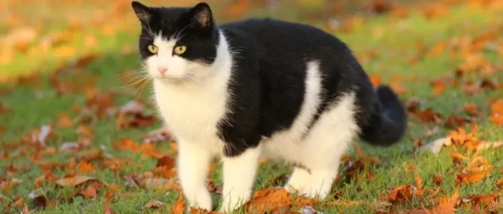 关注 | 英国温彻斯特大学教授称纯素食猫比肉食猫更健康