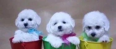 宠物食品纳入农业部饲料质检中，山东联森宠物抽查不合格